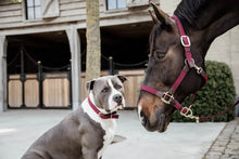 Load image into Gallery viewer, Kentucky Horsewear Plaited Nylon Halter Bordeaux&