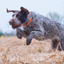 Load image into Gallery viewer, Oscar & Hooch Signature Dog Collar