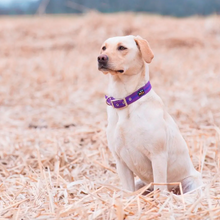 Load image into Gallery viewer, Oscar & Hooch Signature Dog Collar