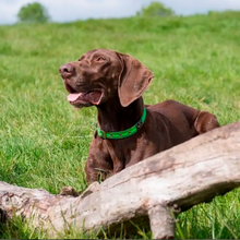 Load image into Gallery viewer, Oscar & Hooch Signature Dog Collar