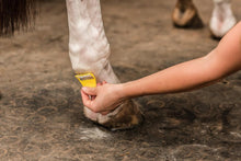 Load image into Gallery viewer, Smart Grooming Equi-Shave