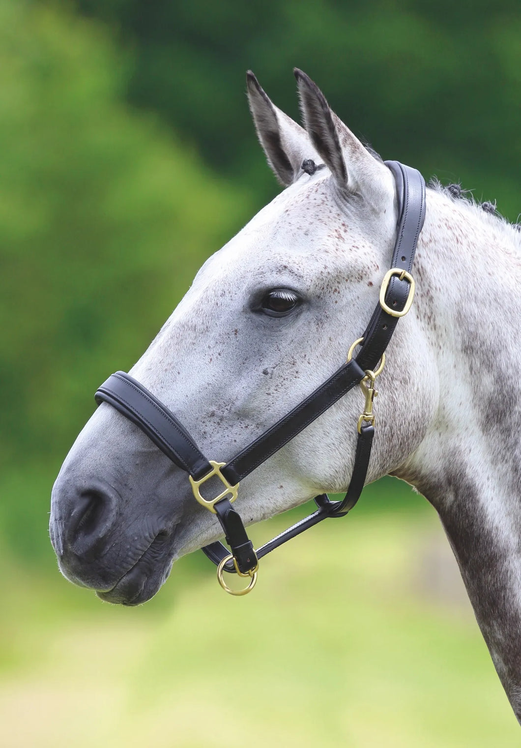 Shires Velociti GARA Leather Travel Headcollar Black