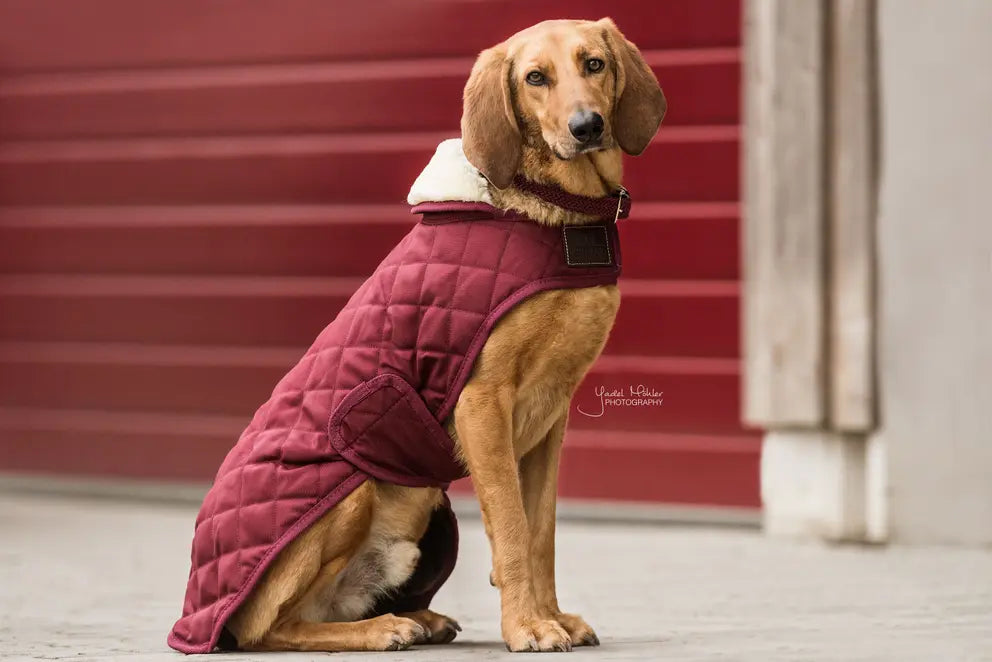 Kentucky Dogwear Dog Coat Original Bordeaux