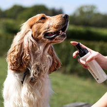Load image into Gallery viewer, Groom &amp; Go Dog Drywash Oat &amp; Lavender 200ml
