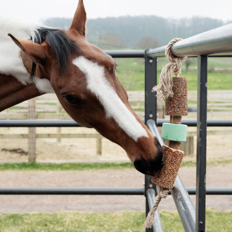 Grooming Deluxe Wooden Relax Horse Toy - salt lick airways