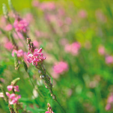 Load image into Gallery viewer, Simple System Sainfoin Pellets 20kg
