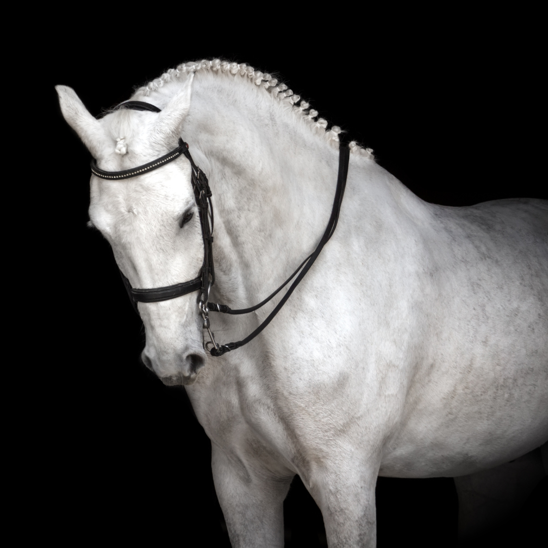 Horse and Rider Equestrian Retailer – Horse & Rider Equestrian Retailer
