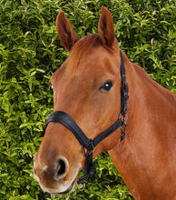 Load image into Gallery viewer, Premier Equine Duco Padded Head Collar With Lead Rope
