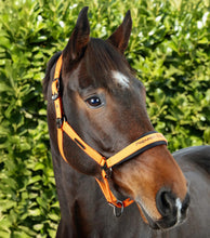 Load image into Gallery viewer, Premier Equine Duco Padded Head Collar With Lead Rope
